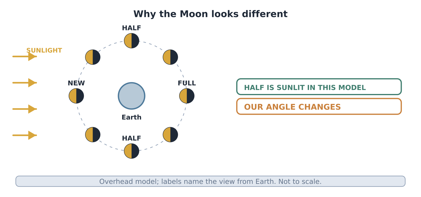 Overhead model: sunlight comes from the left; half the Moon is sunlit at each position. Labels name the view seen from Earth.